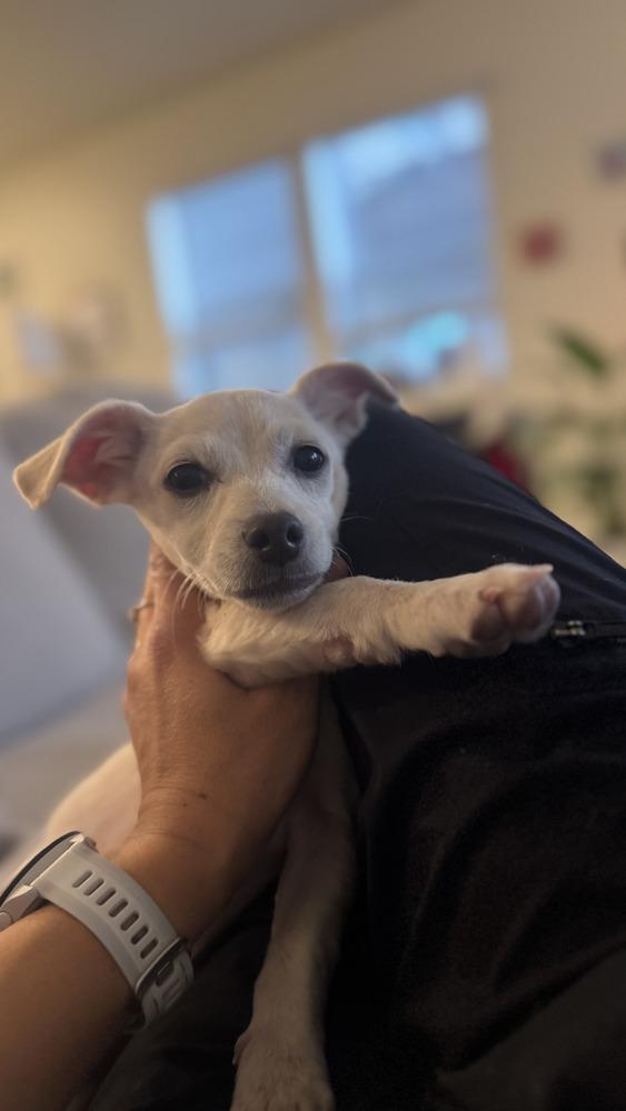 Flynn, ADOPTABLE, Puppy Male Dachshund & Chihuahua.