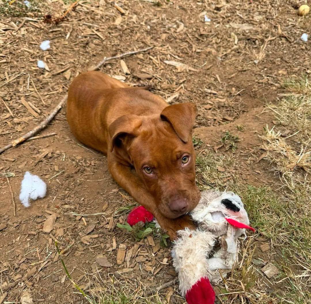 Justice, an adopted mixed breed in Crescent city, CA image 4/6