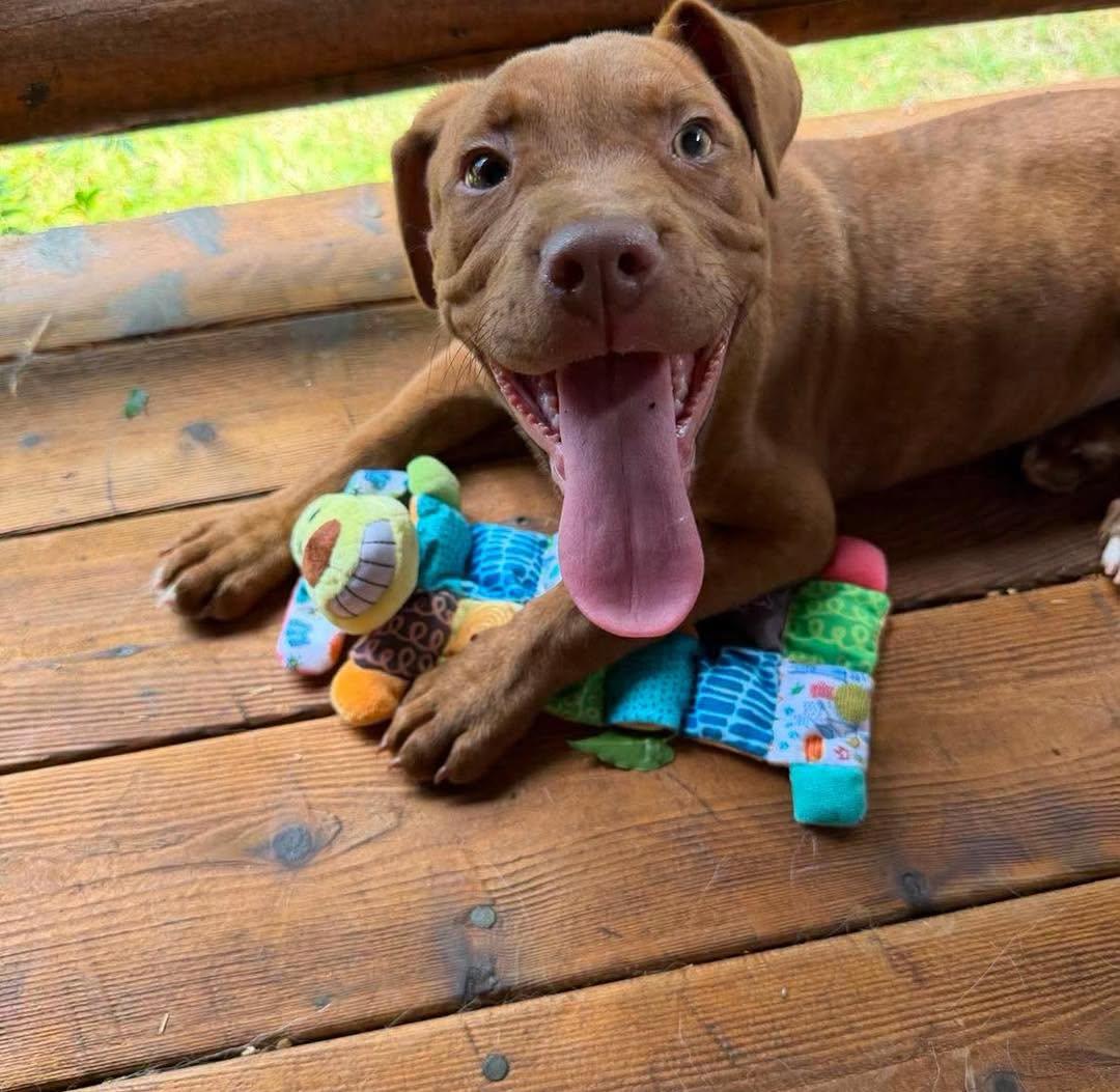 Justice, an adopted mixed breed in Crescent city, CA image 2/6