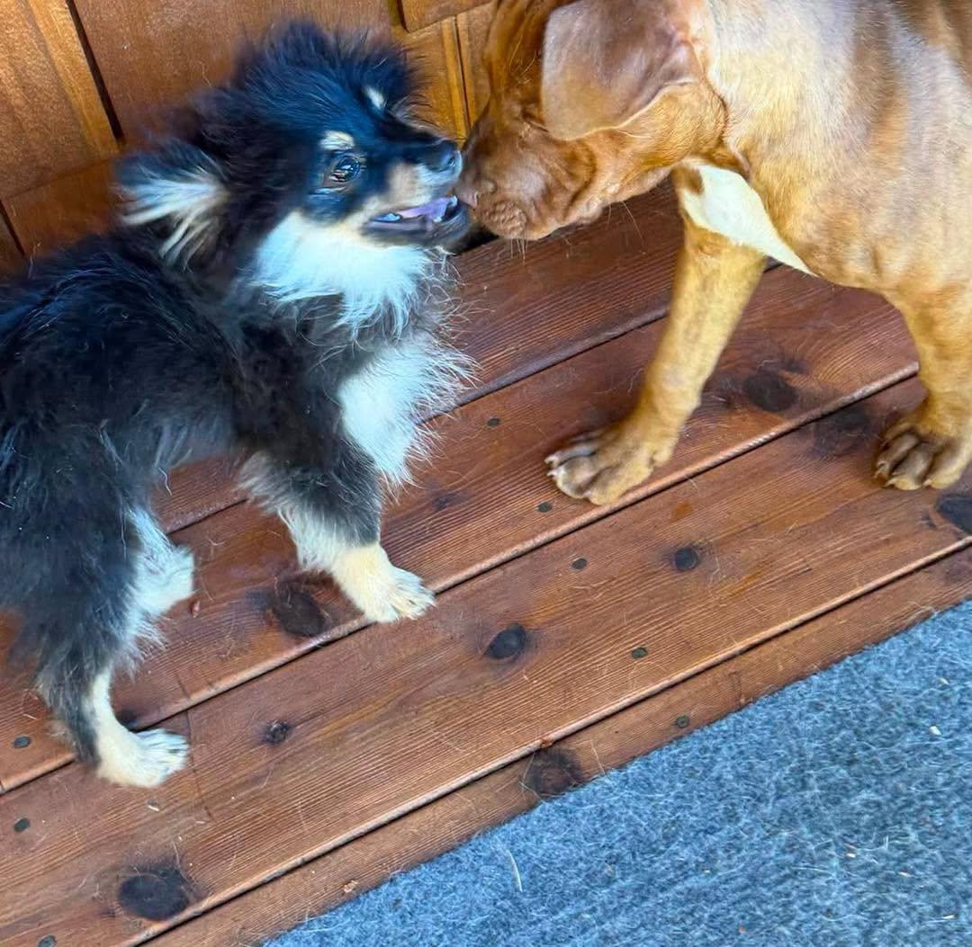 Justice, an adopted mixed breed in Crescent city, CA image 6/6