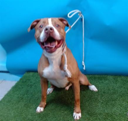 TANNER, Adoptable, Adult Male Pit Bull Terrier.