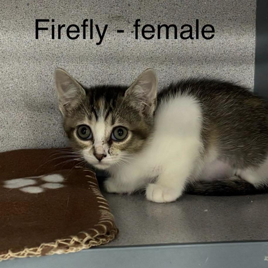 beetle, a Adoptable Domestic Long Hair in Collinsville , OK image 3/4