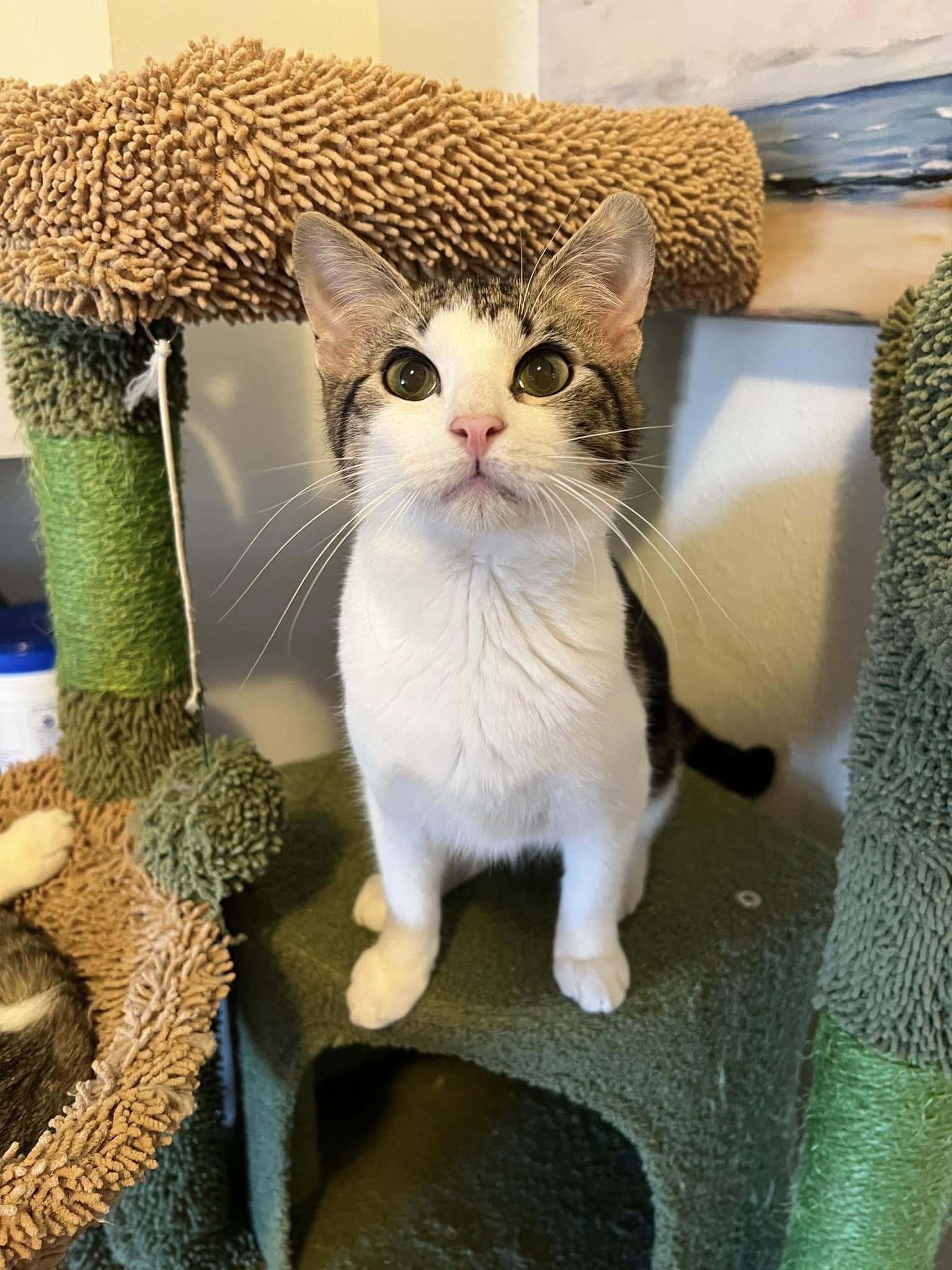 Enlarge Doodle, a Adopted Domestic Short Hair in Fort Worth, TX image 1/4