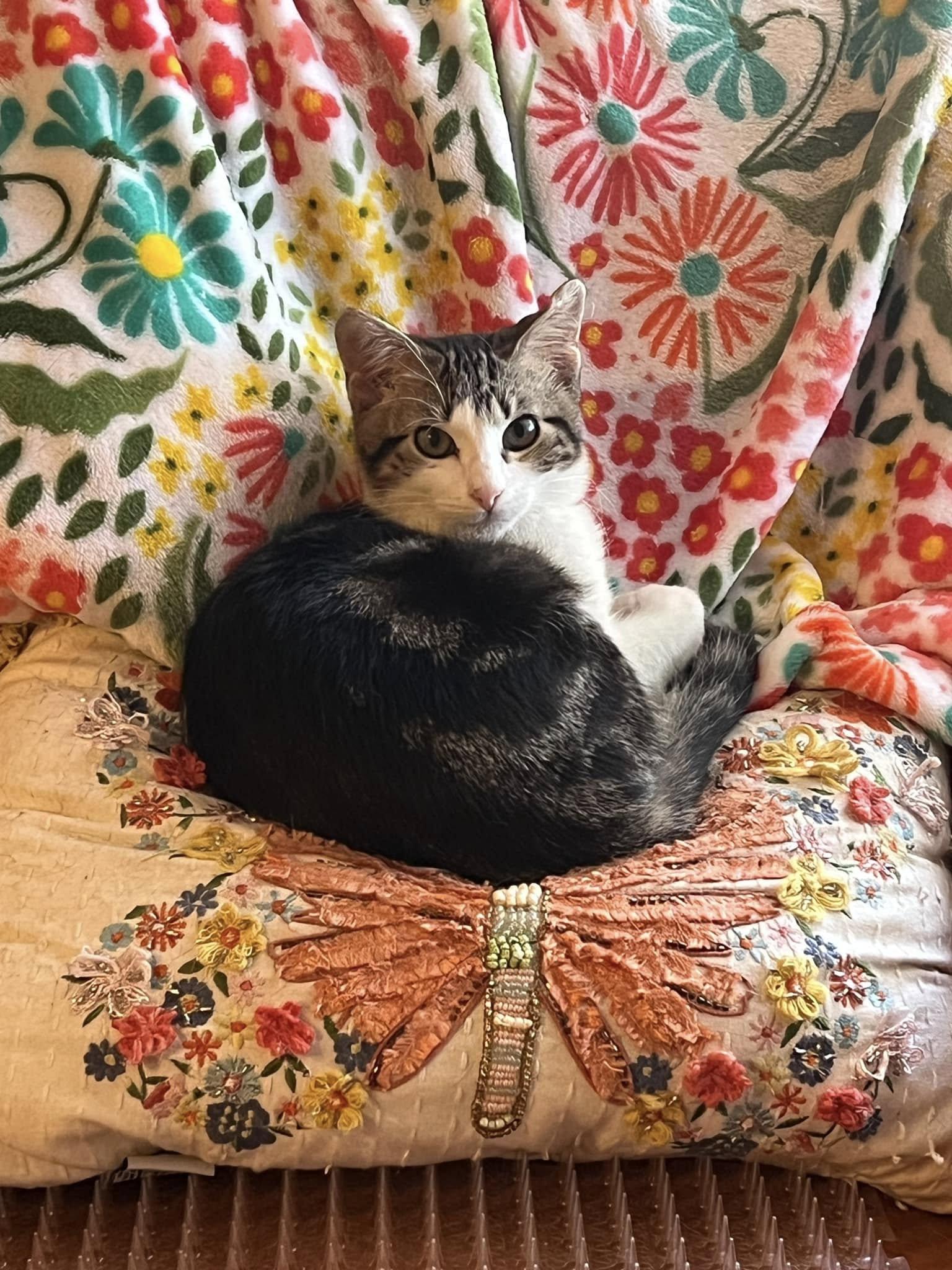 Enlarge Doodle, a Adopted Domestic Short Hair in Fort Worth, TX image 2/4