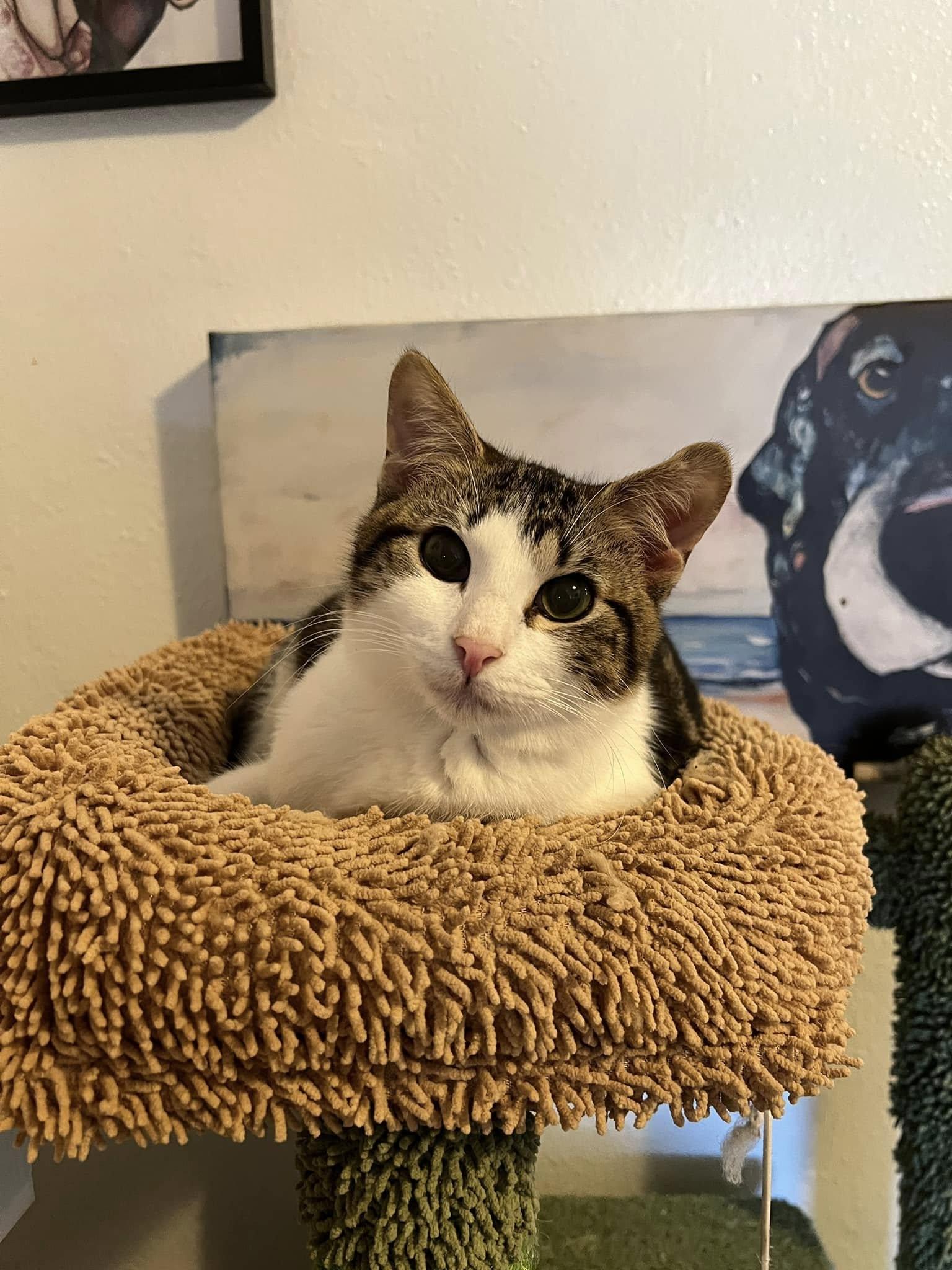 Enlarge Doodle, a Adopted Domestic Short Hair in Fort Worth, TX image 3/4