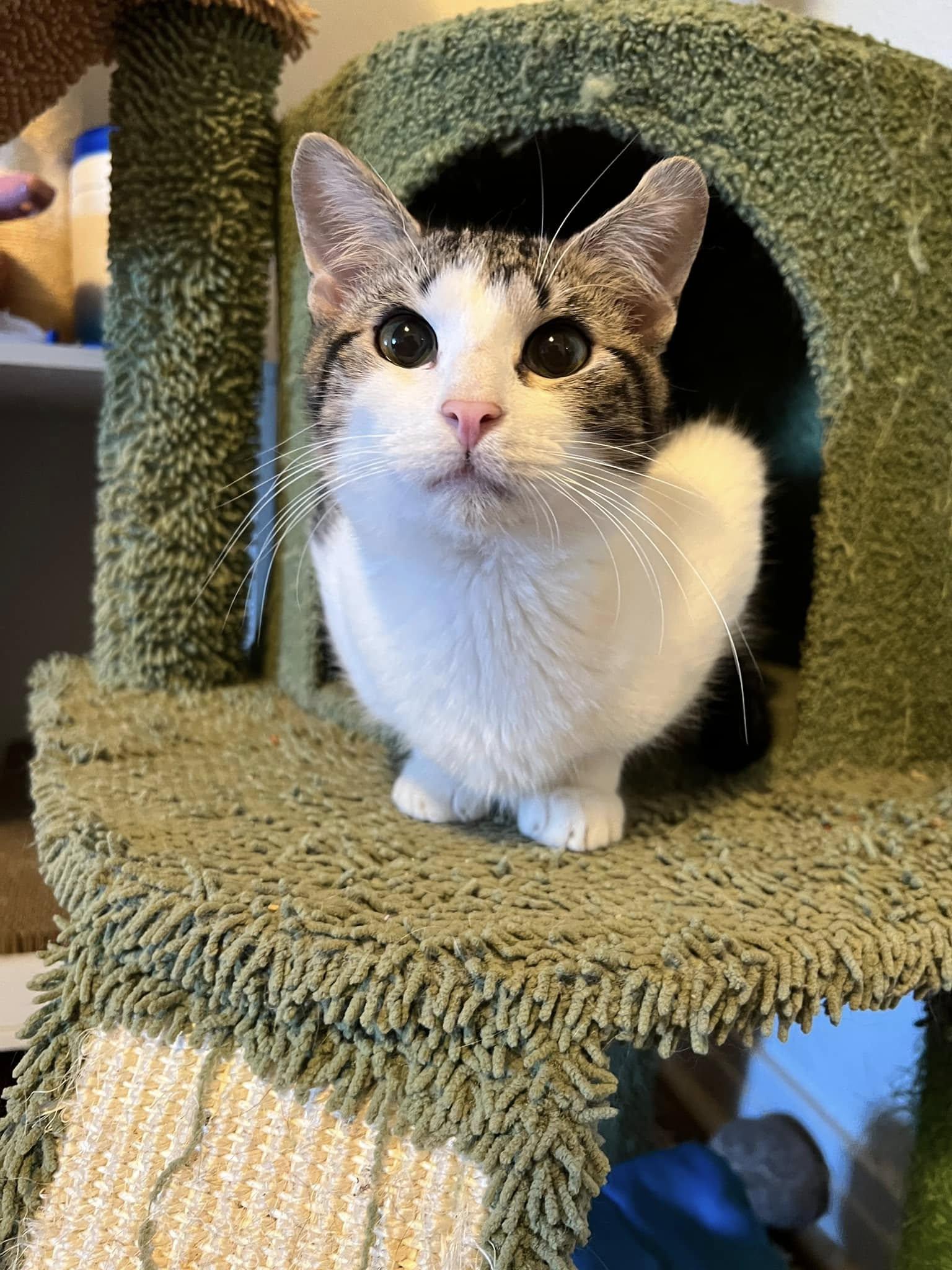 Enlarge Doodle, a Adopted Domestic Short Hair in Fort Worth, TX image 4/4