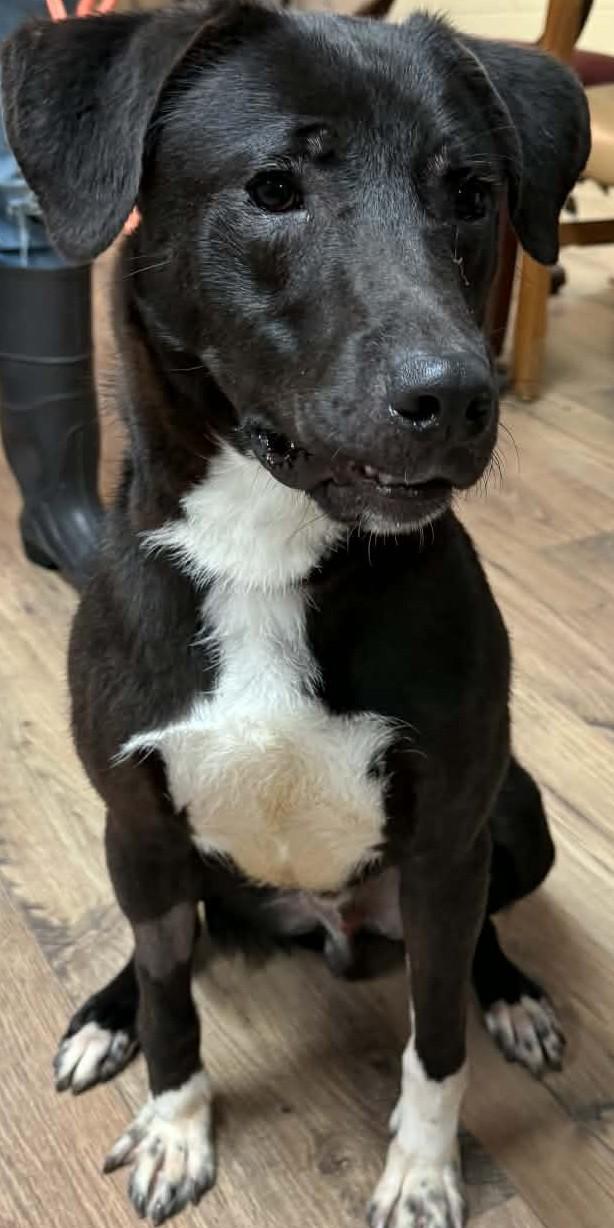 Wallie, ADOPTABLE, Adult Male Black Labrador Retriever.