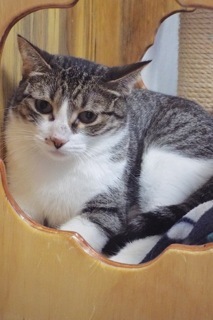 Queenie--Elegent Lady Available with Vet Support Care for Life, a Adoptable Tabby in Green Valley, AZ image 1/6