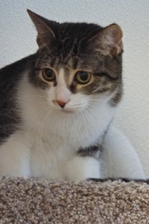 Queenie--Elegent Lady Available with Vet Support Care for Life, a Adoptable Tabby in Green Valley, AZ image 2/6