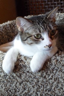 Queenie--Elegent Lady Available with Vet Support Care for Life, a Adoptable Tabby in Green Valley, AZ image 3/6