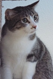 Queenie--Elegent Lady Available with Vet Support Care for Life, a Adoptable Tabby in Green Valley, AZ image 4/6