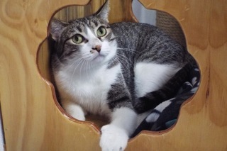 Queenie--Elegent Lady Available with Vet Support Care for Life, a Adoptable Tabby in Green Valley, AZ image 5/6