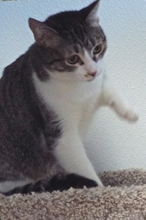 Queenie--Elegent Lady Available with Vet Support Care for Life, a Adoptable Tabby in Green Valley, AZ image 6/6