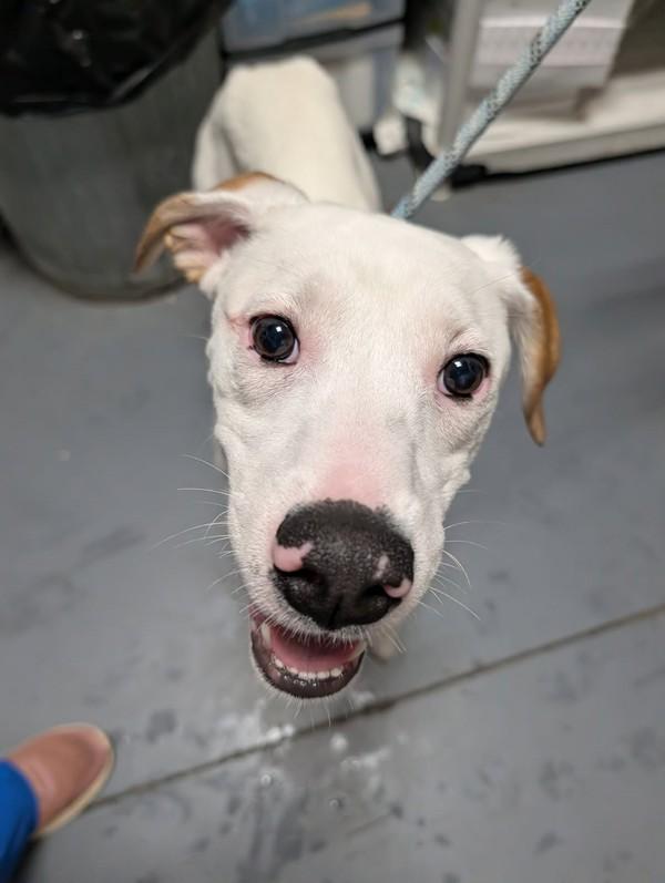 26-07-2043 Jericho, Adoptable, Adult Male Hound.