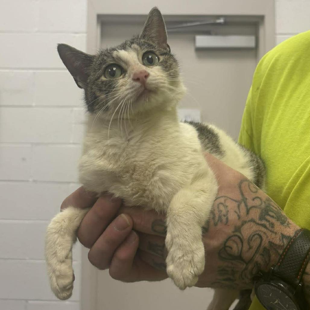 Enlarge Daizy, a Adoptable Domestic Short Hair in Rocky Mount, VA image 1/1