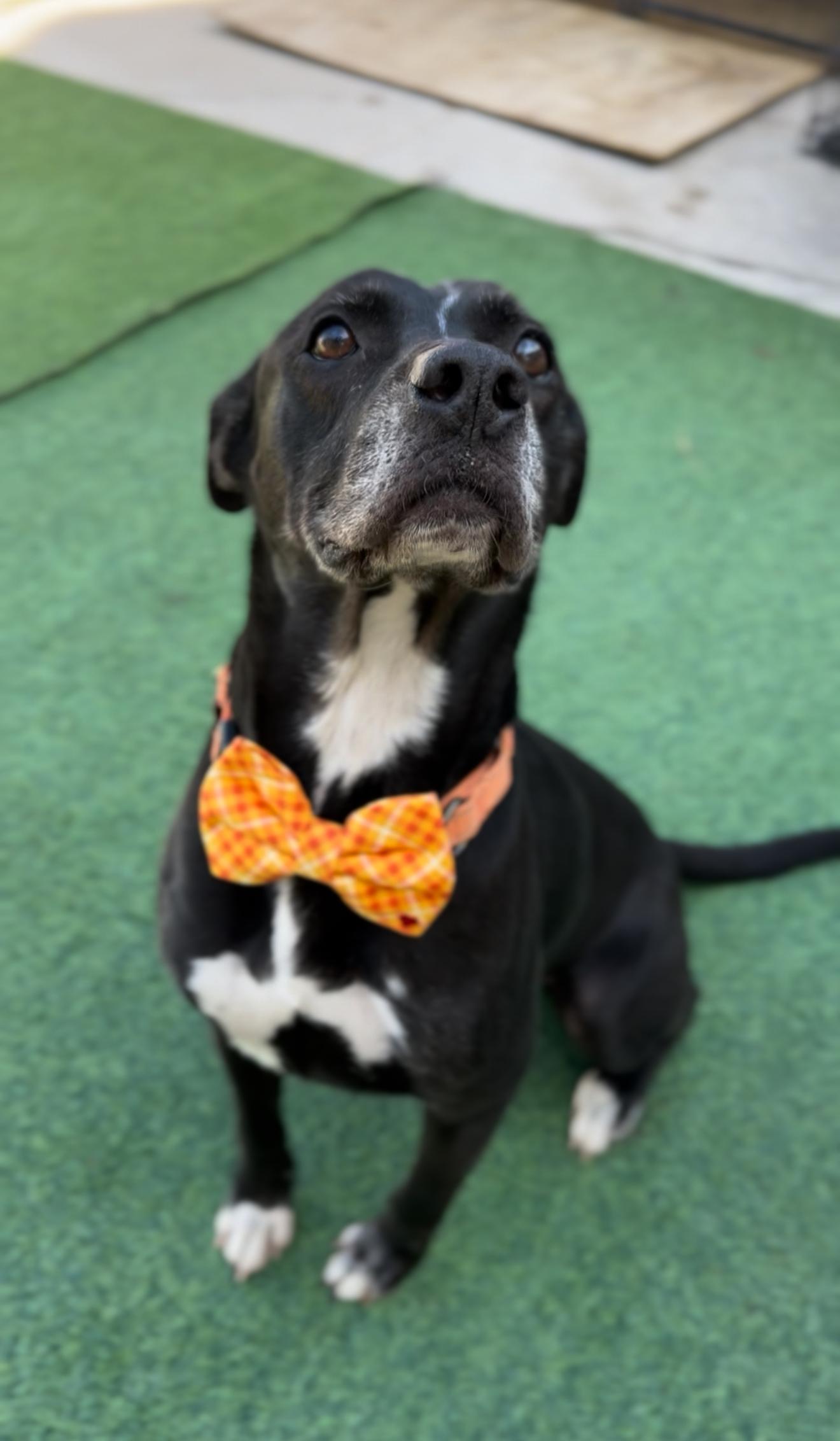 Colonel Sanders thumbnail 4