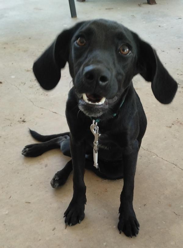 Enlarge Louisa, a Adoptable mixed breed in Lafayette, LA image 1/2