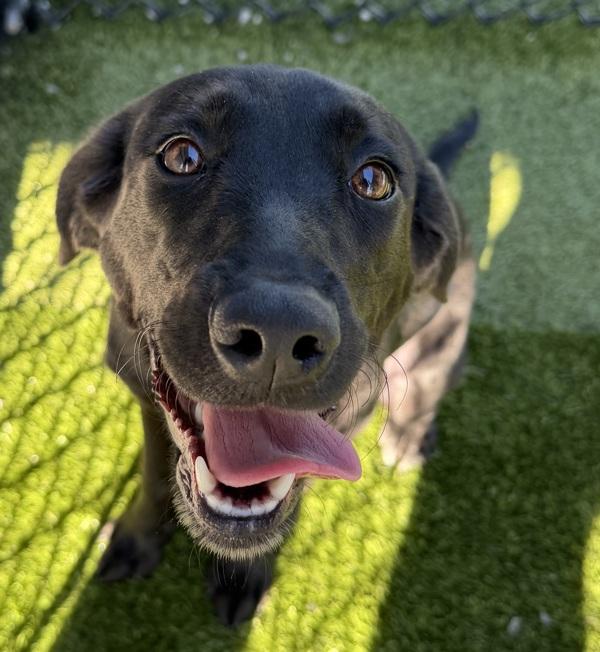 Enlarge Louisa, a Adoptable mixed breed in Lafayette, LA image 2/2