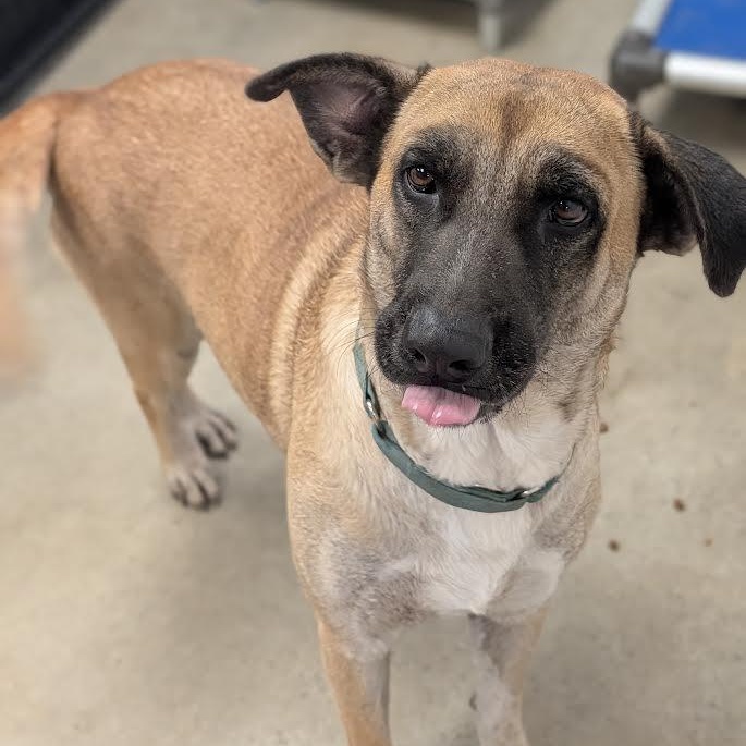 Enlarge Nala, a Adopted mixed breed in Blue Earth, MN image 6/6
