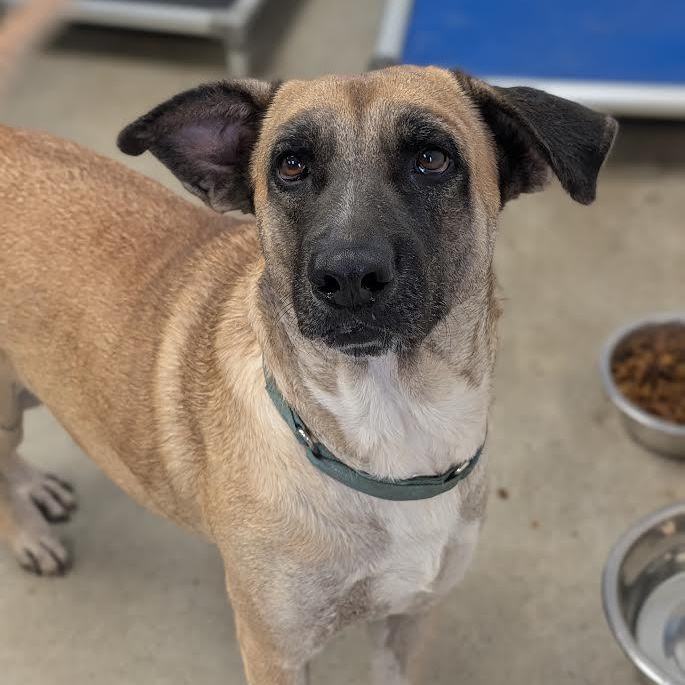Enlarge Nala, a Adopted mixed breed in Blue Earth, MN image 4/6