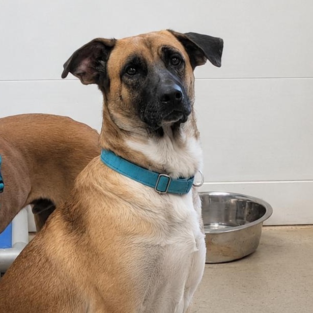 Enlarge Nala, a Adopted mixed breed in Blue Earth, MN image 2/6