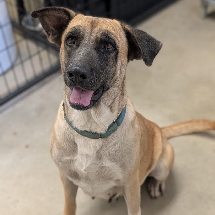 Enlarge Nala, a Adopted mixed breed in Blue Earth, MN image 5/6
