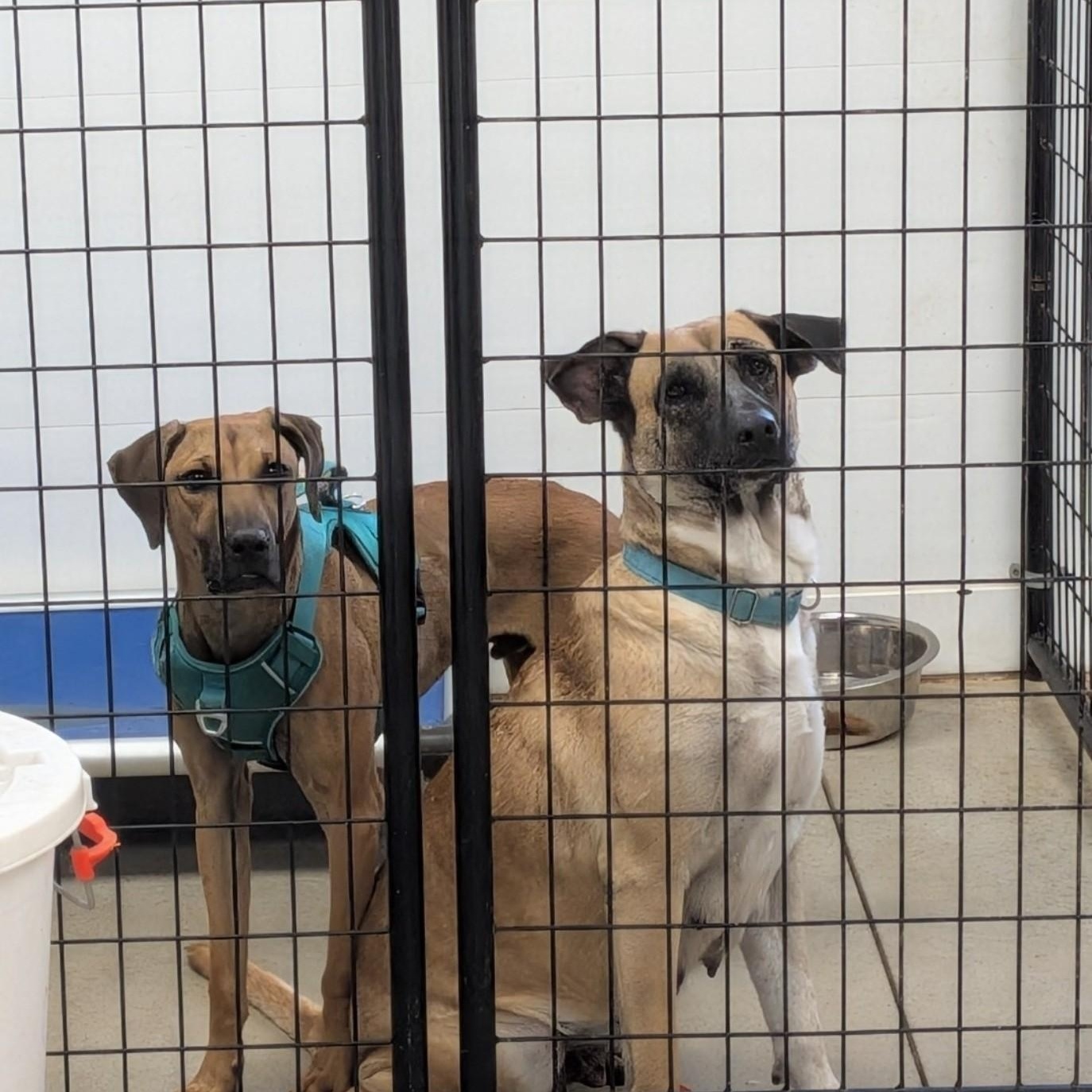 Enlarge Nala, a Adopted mixed breed in Blue Earth, MN image 3/6