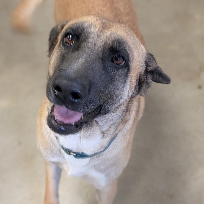 Nala, Adopted, Adult Female Belgian Shepherd / Malinois & Black Mouth Cur.