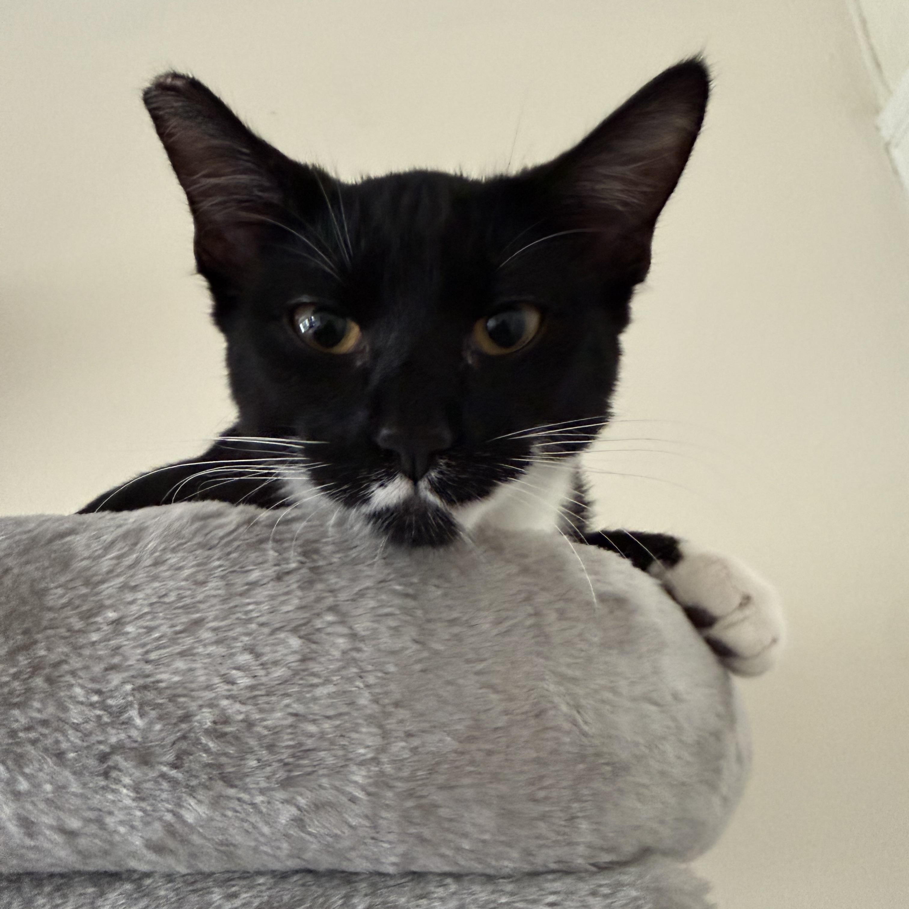 Daiya, ADOPTABLE, Young Female American Shorthair.