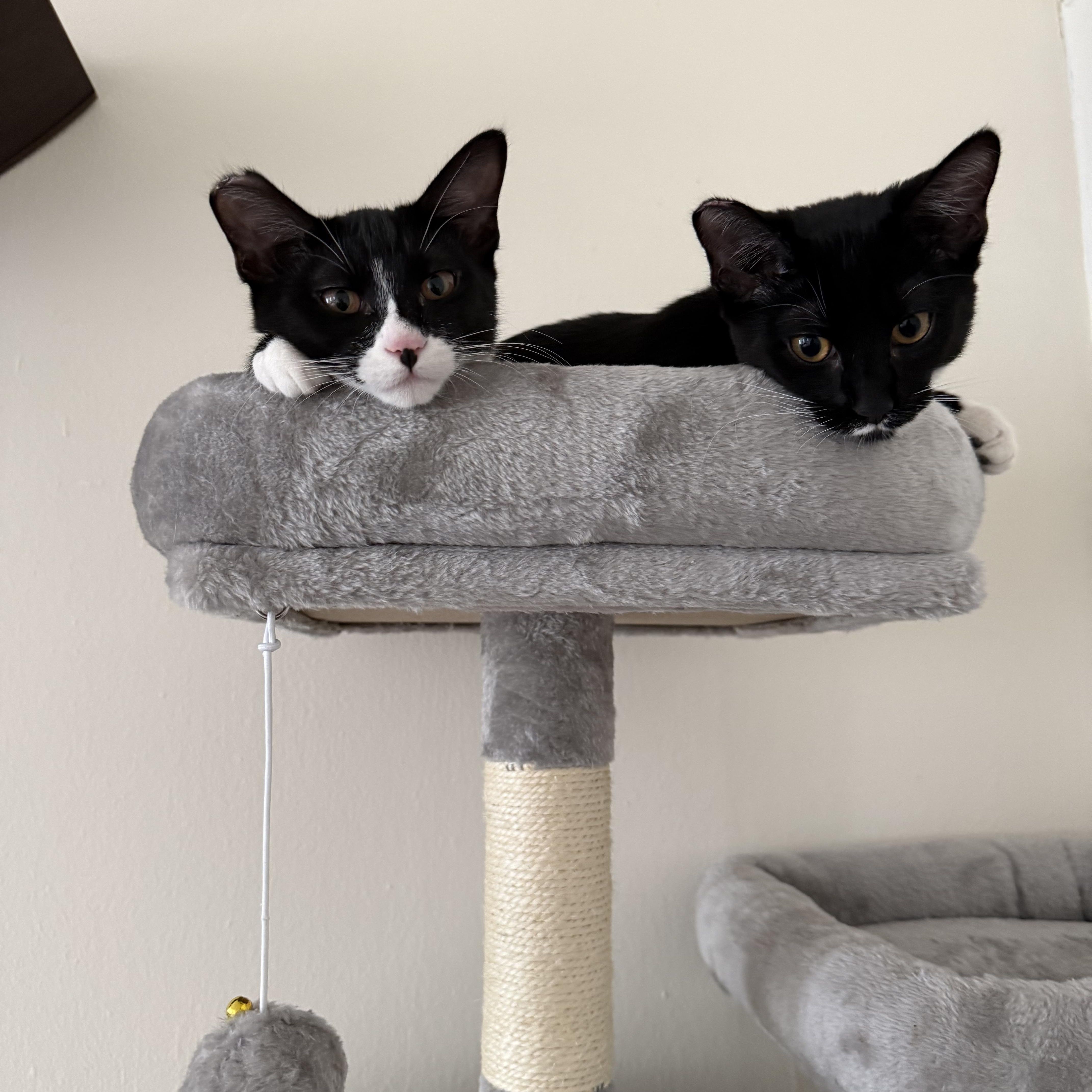 Enlarge Daiya, a ADOPTABLE American Shorthair in San Francisco, CA image 2/3