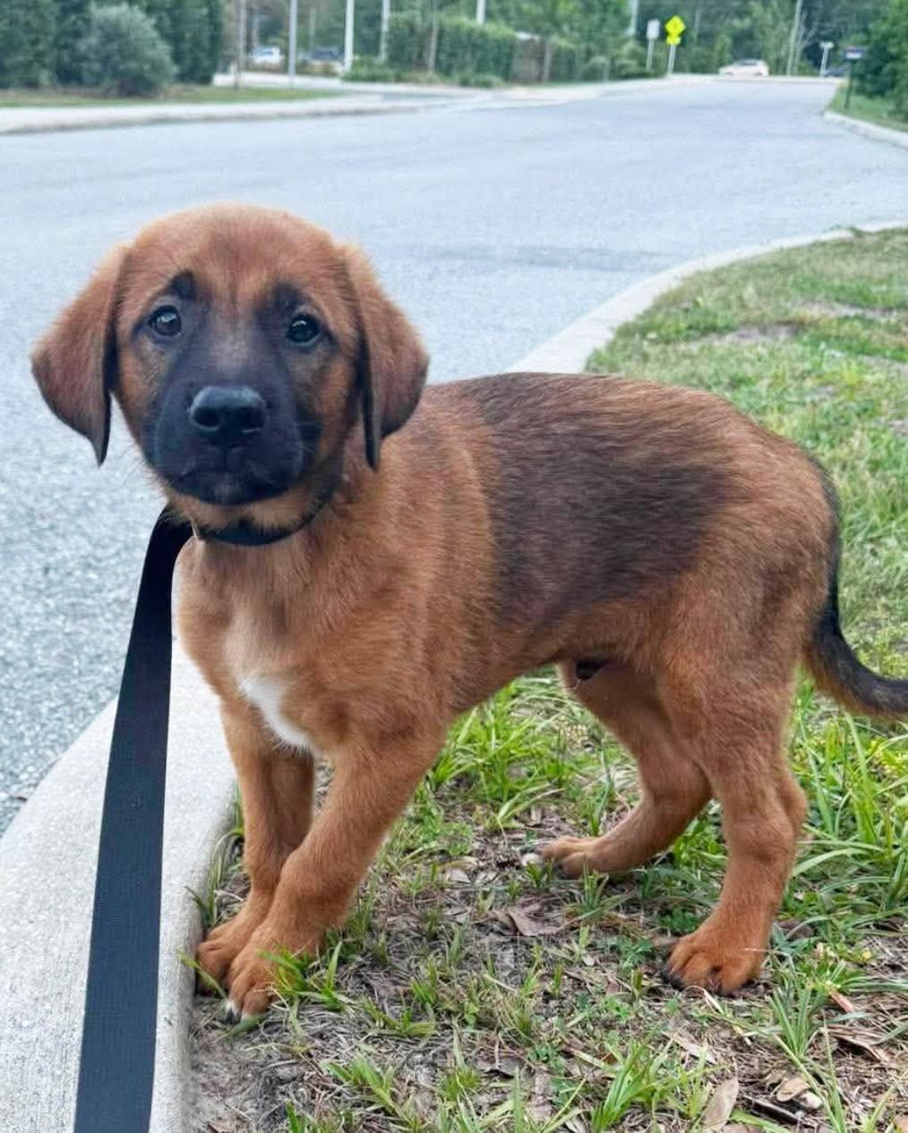 Enlarge Maverick, a ADOPTABLE mixed breed in Saint Petersburg, FL image 1/1