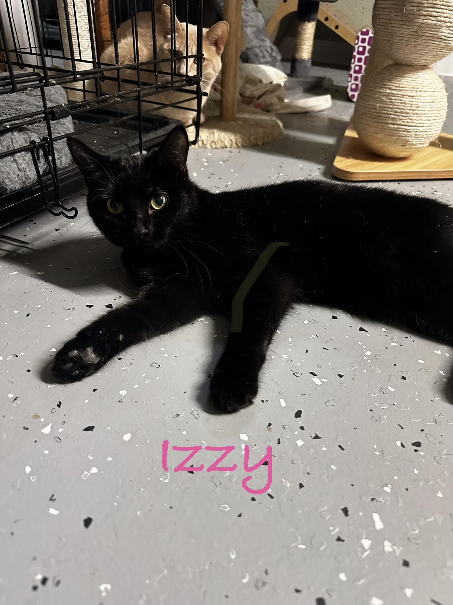 Enlarge Izzy, a Adoptable Domestic Short Hair in North East, MD image 1/2