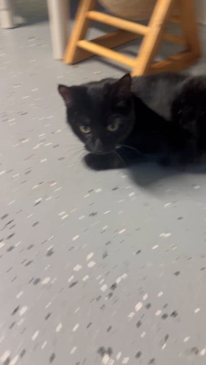 Enlarge Izzy, a Adoptable Domestic Short Hair in North East, MD video 2/2