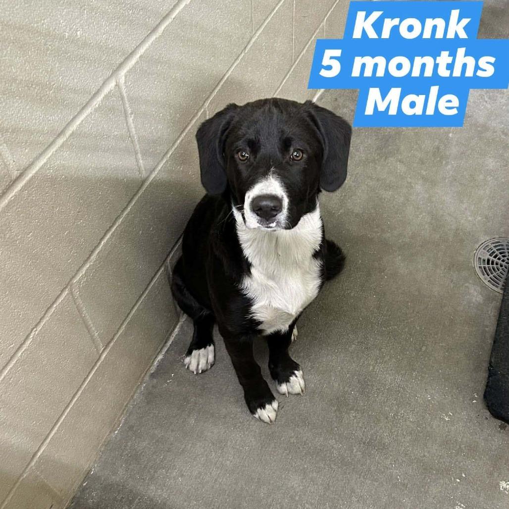 Enlarge Kronk, a Adoptable mixed breed in CHANUTE, KS image 1/1