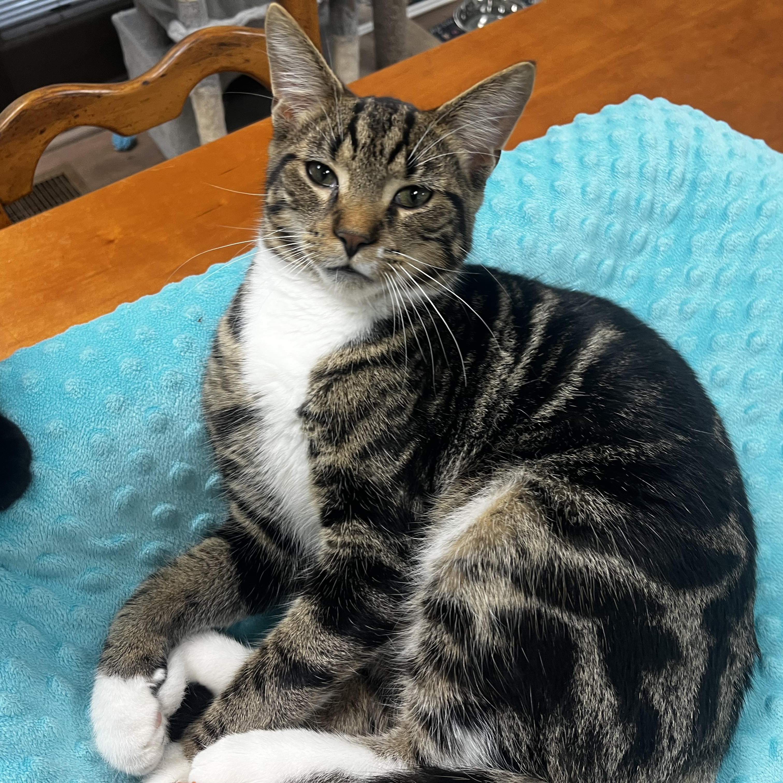 Milo, Adoptable, Young Male Domestic Short Hair.