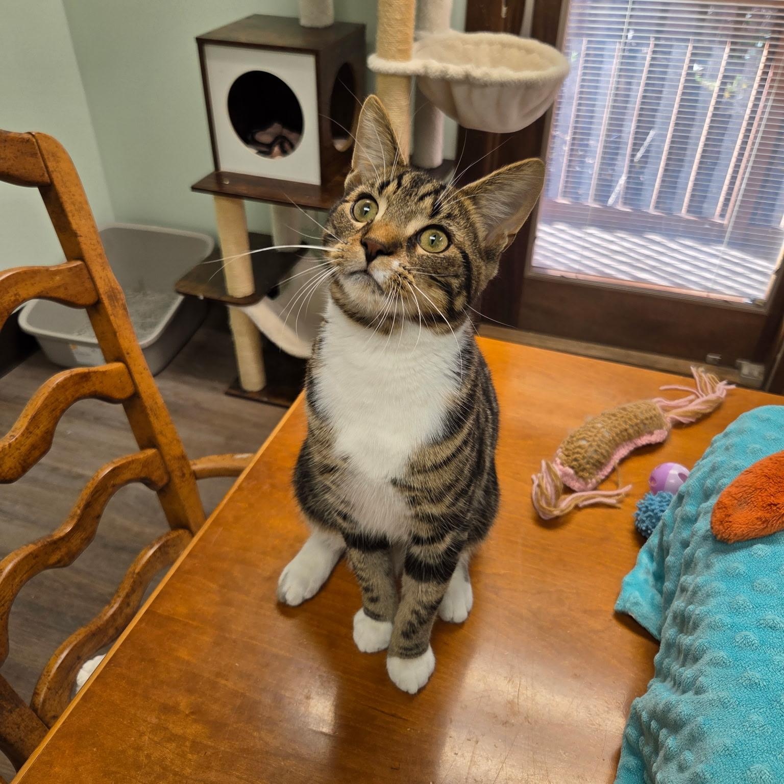 Enlarge Milo, a Adoptable Domestic Short Hair in Grosse Ile, MI image 2/2
