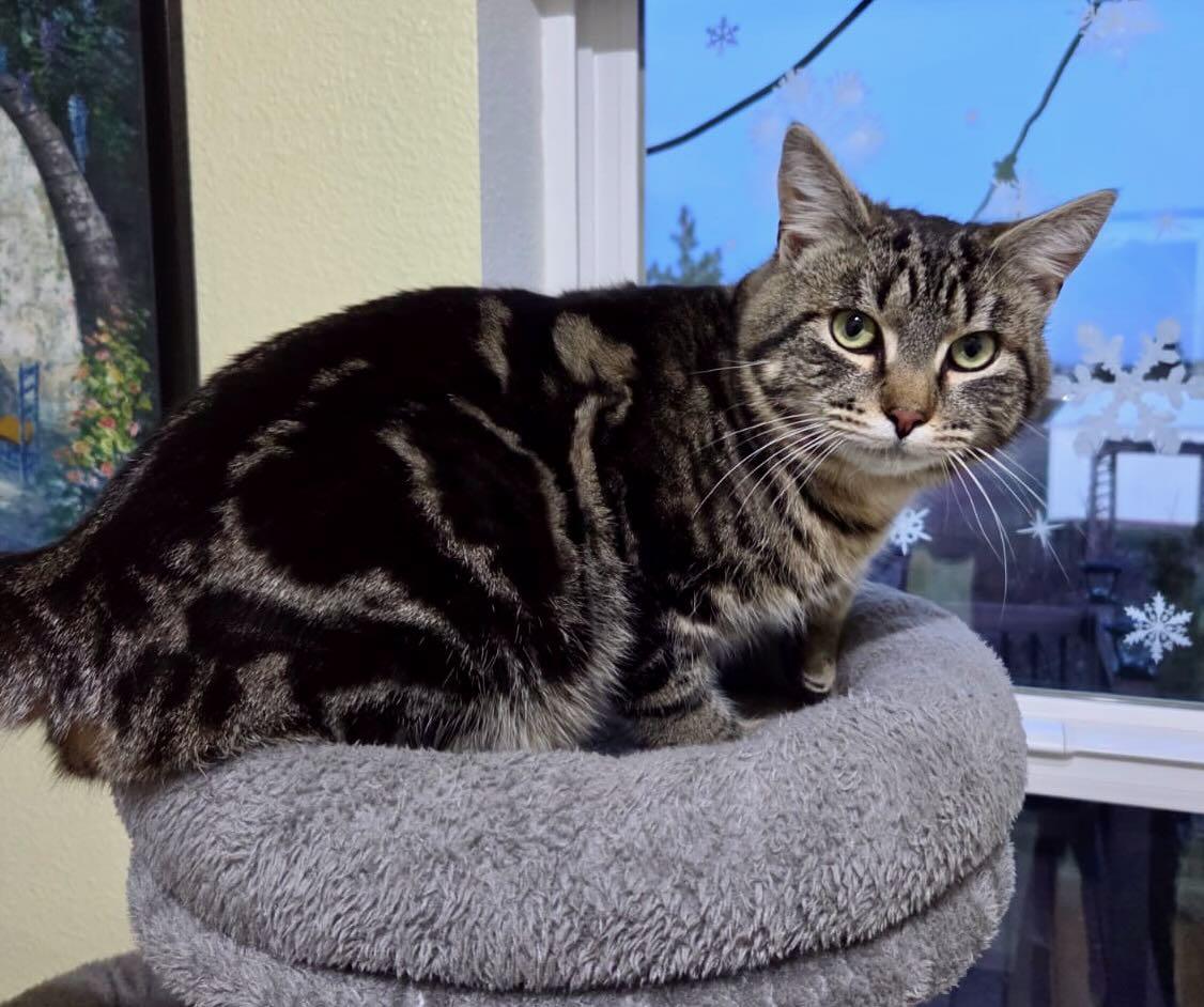 Biscuit, an adoptable Tabby in Portland, OR image 3/4