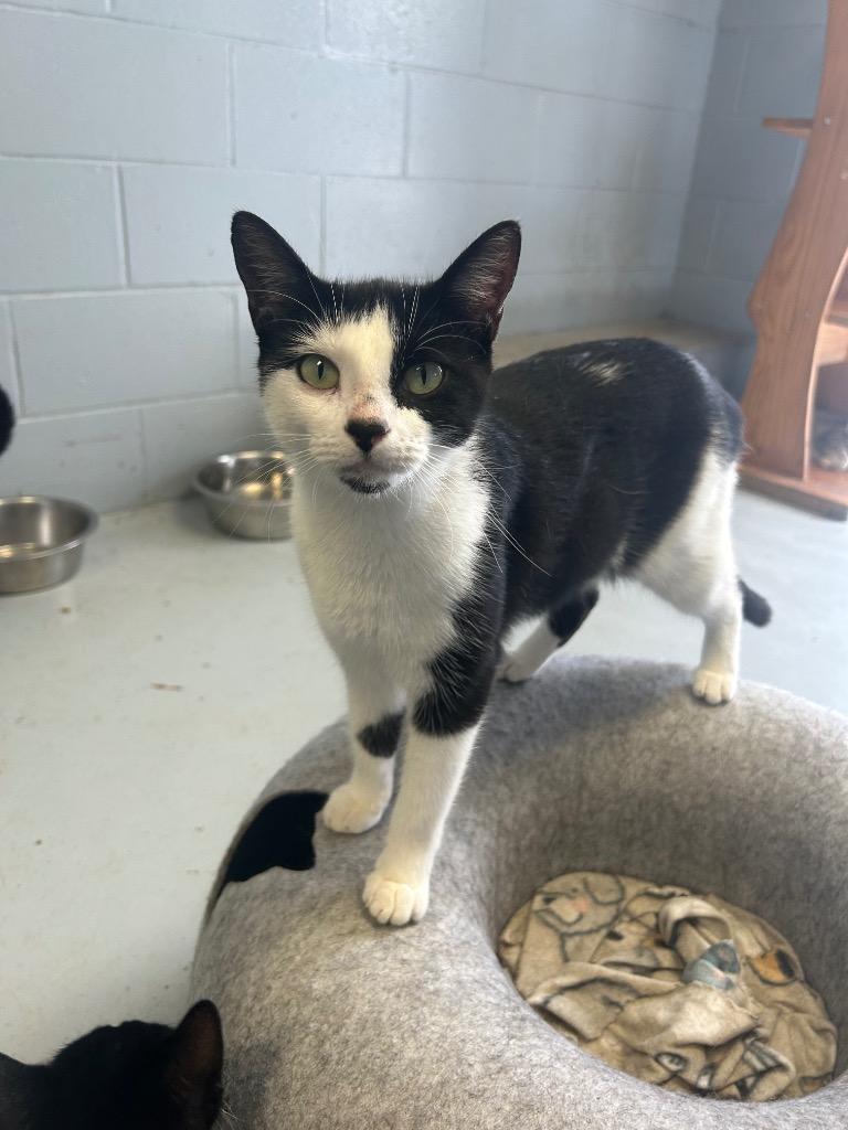 Minnie Mouse thumbnail 3