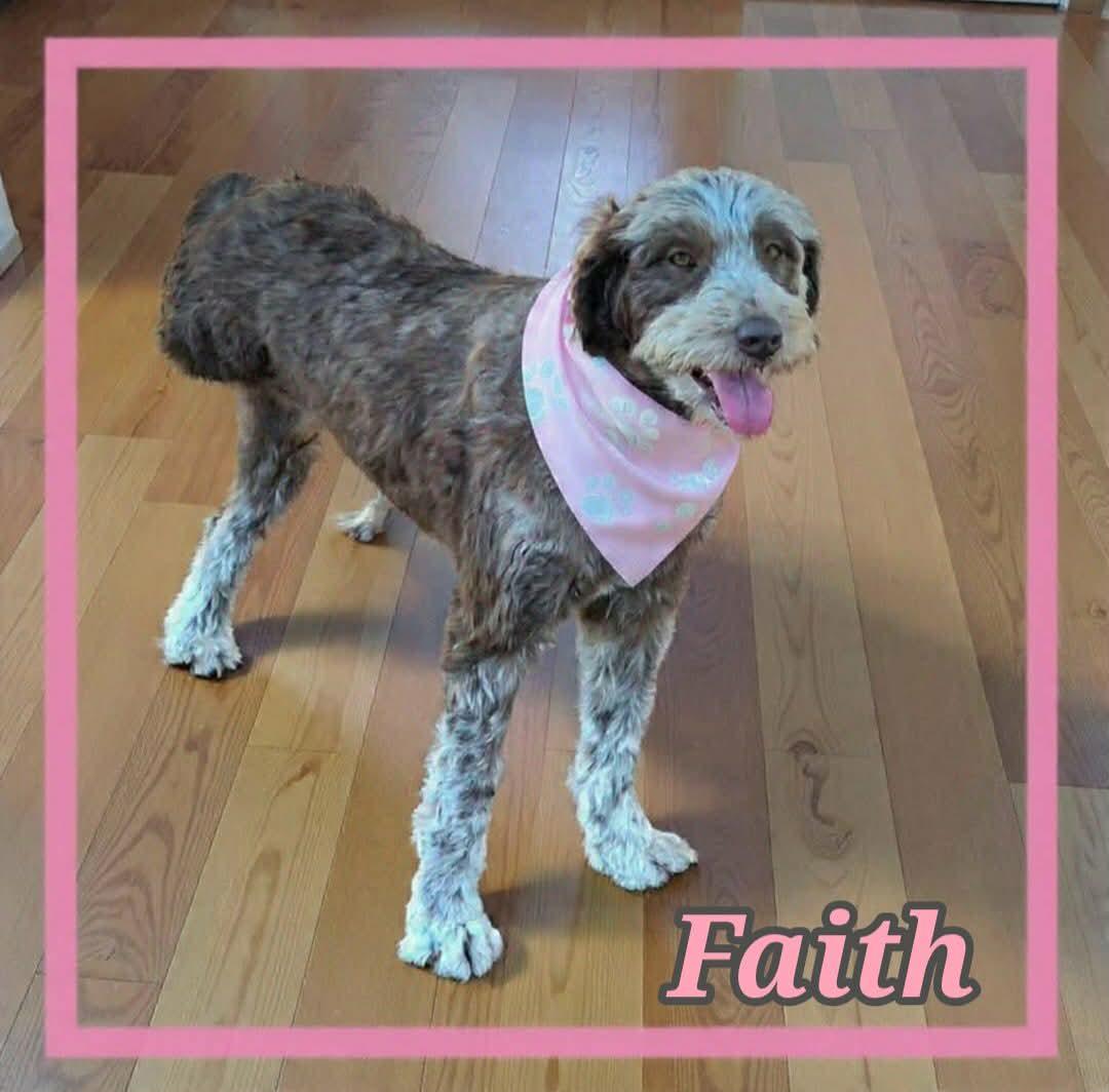 Faith, ADOPTABLE, Young Female Aussiedoodle.