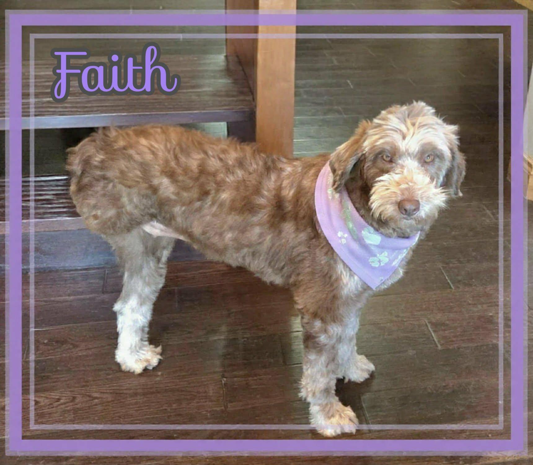 Faith, a ADOPTABLE Aussiedoodle in Grove, OK image 3/4