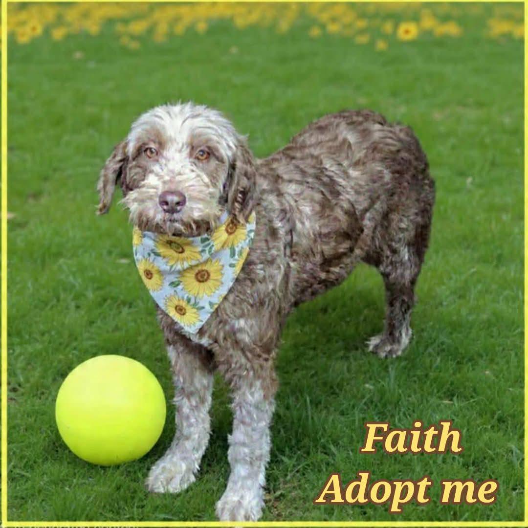 Faith, a ADOPTABLE Aussiedoodle in Grove, OK image 4/4
