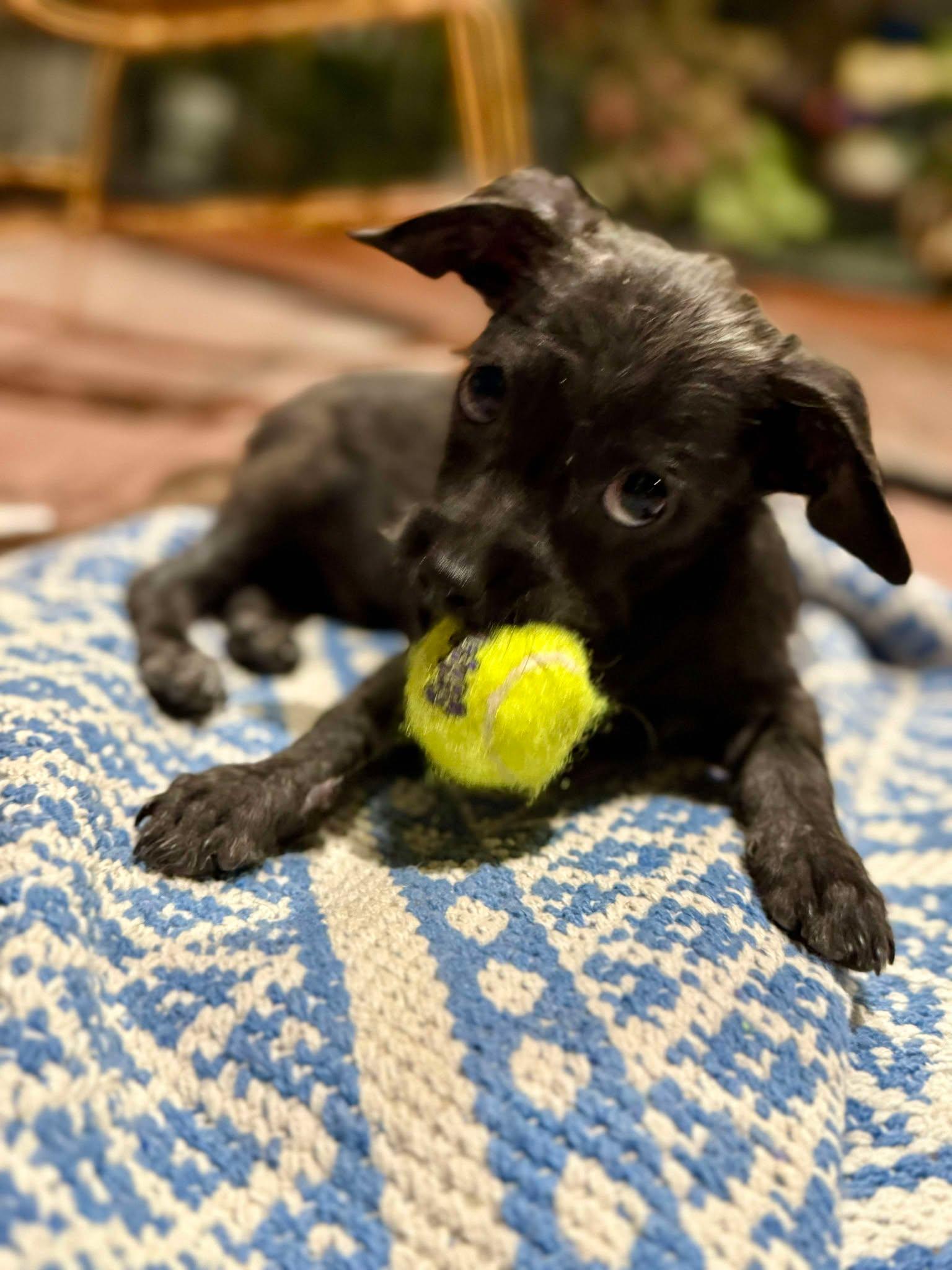 Kylo photo 4