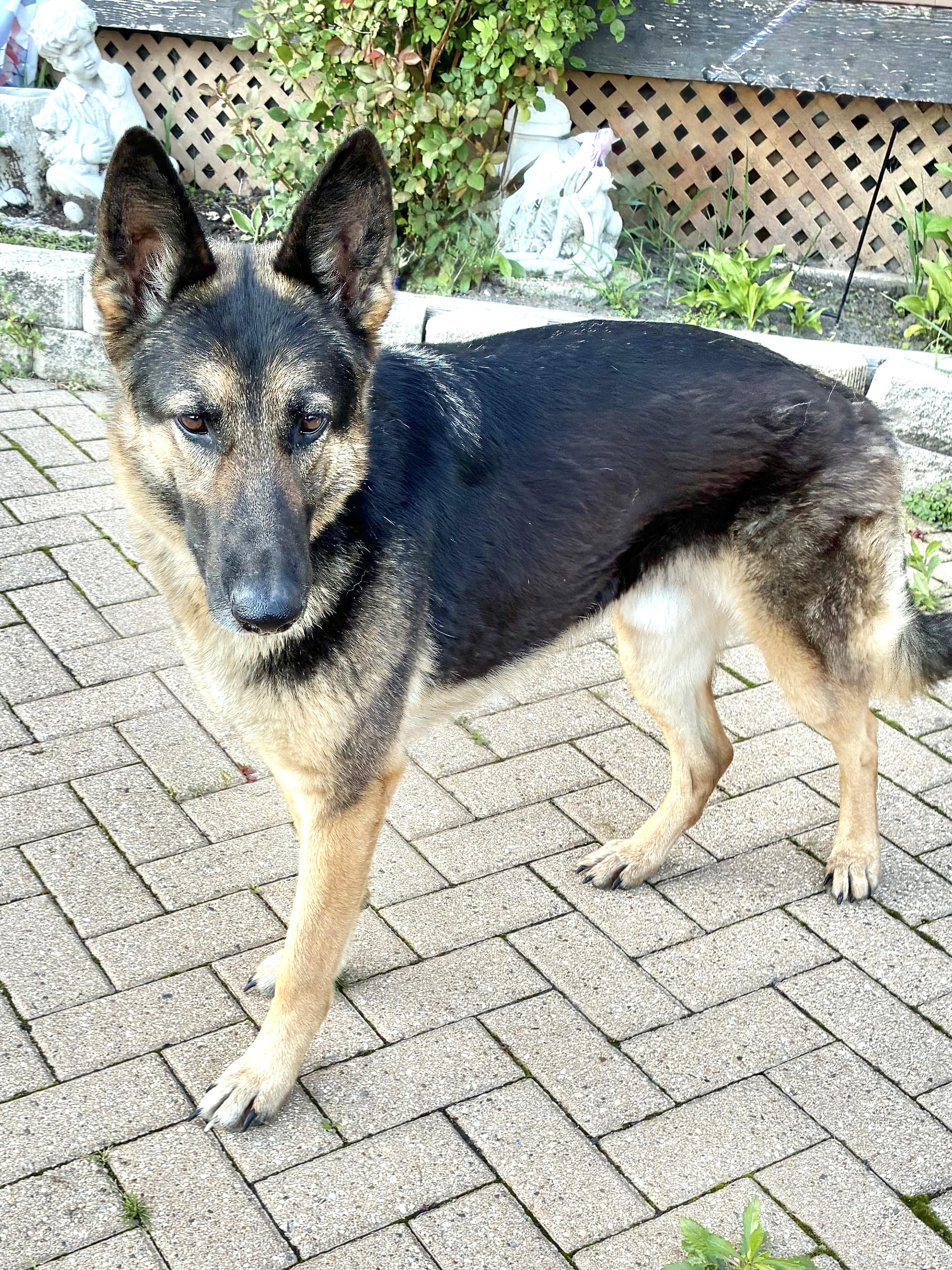 Enlarge Braco, a ADOPTABLE German Shepherd Dog in West Chicago, IL image 3/3