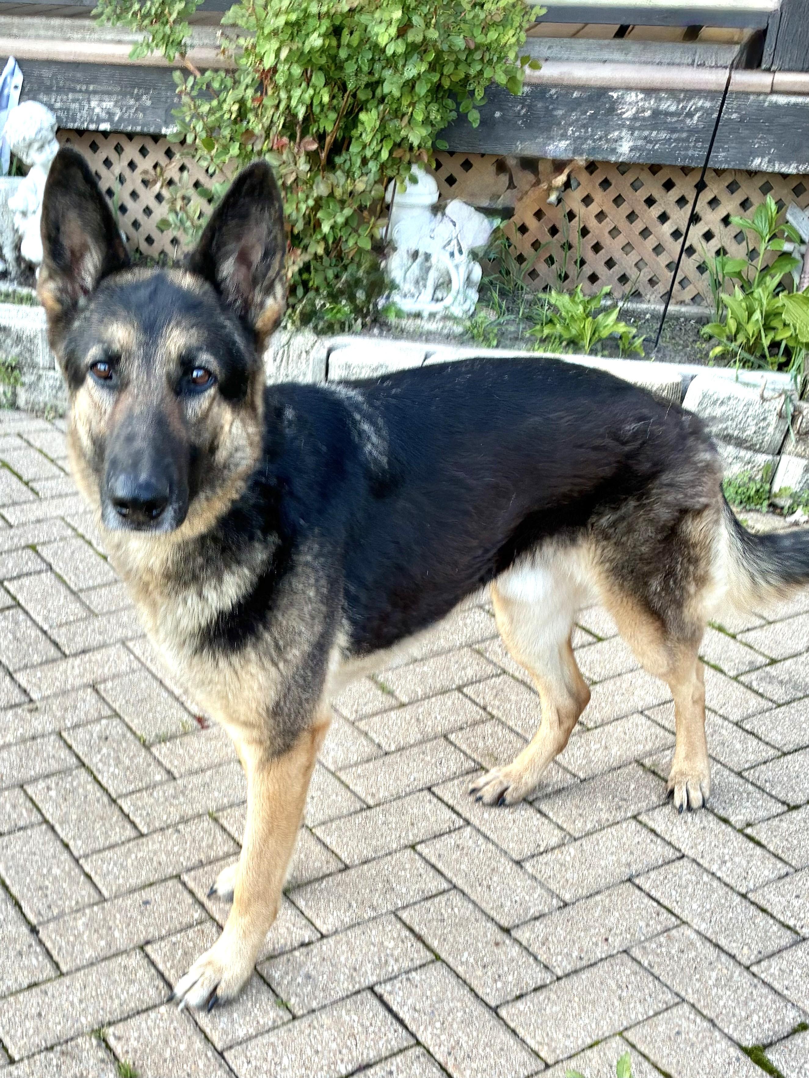 Braco, ADOPTABLE, Adult Male German Shepherd Dog.