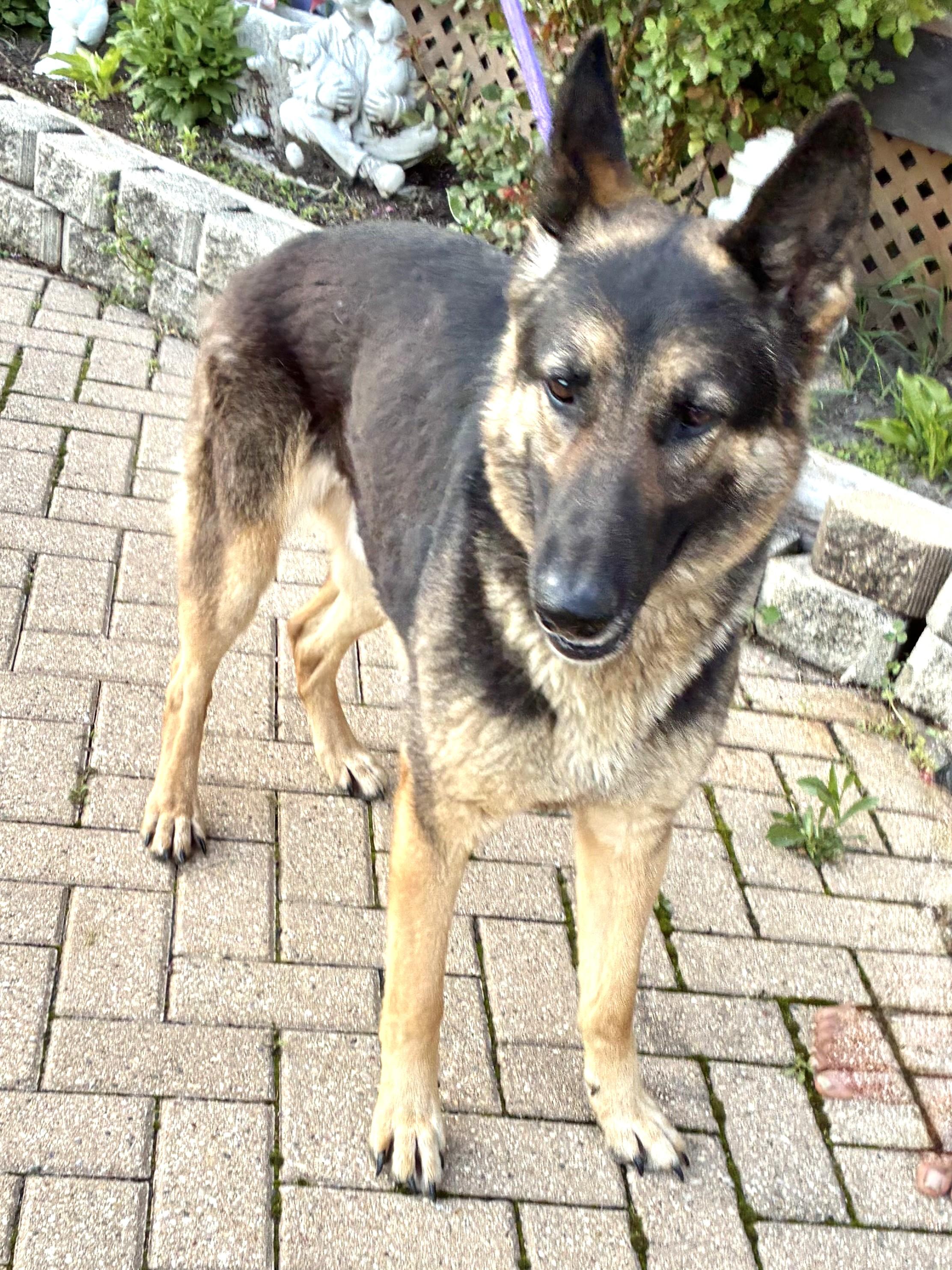Enlarge Braco, a ADOPTABLE German Shepherd Dog in West Chicago, IL image 2/3