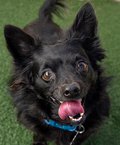 Chikorita, adopted, Adult Female Chihuahua.