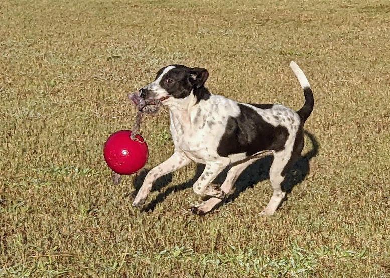 Scout, Adoptable, Young Male Pointer.