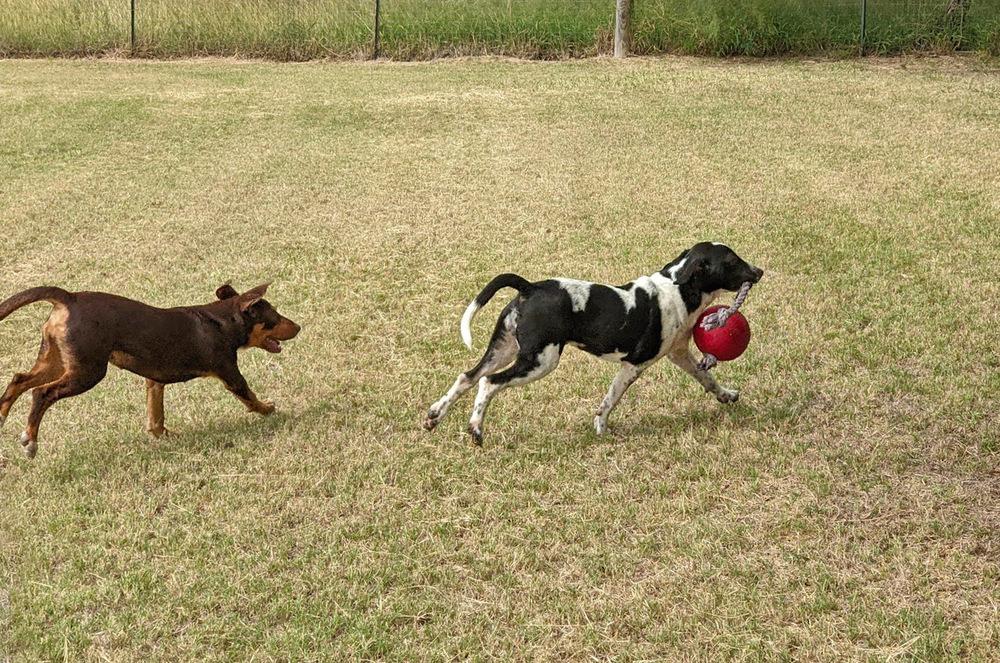 Enlarge Scout, a Adoptable mixed breed in Mission, TX image 2/6