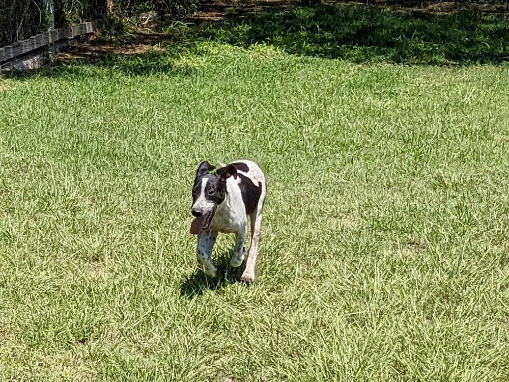 Enlarge Scout, a Adoptable mixed breed in Mission, TX image 3/6
