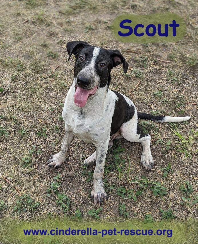 Enlarge Scout, a Adoptable mixed breed in Mission, TX image 5/6